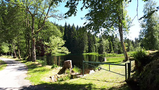 L'étang à côté de la chapelle Sainte-Anne à Martimpré dans la commune de Gerbépal dans les Vosges